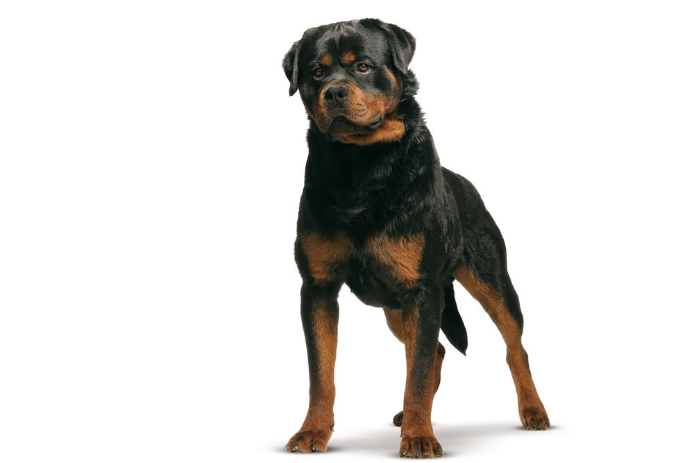 Rottweiler Dog