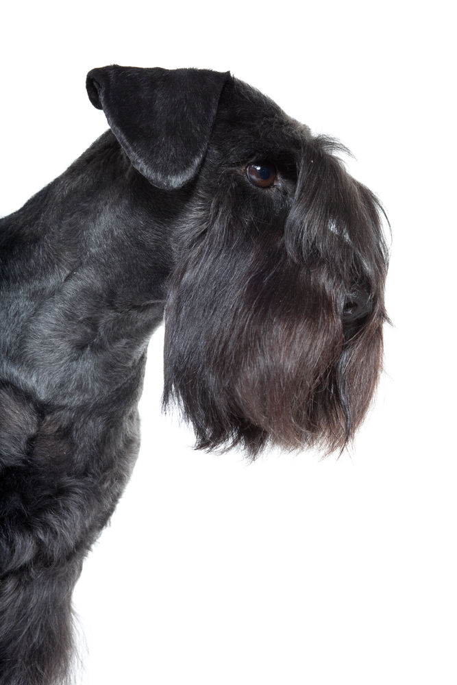 Schnauzer Adult Dog