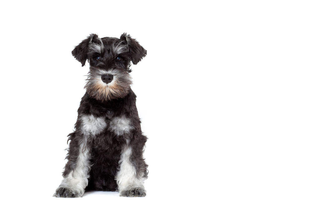 Schnauzer Puppy