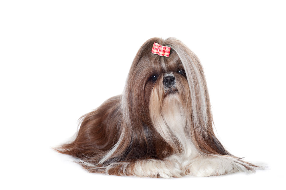 Shih Tzu Adult Dog