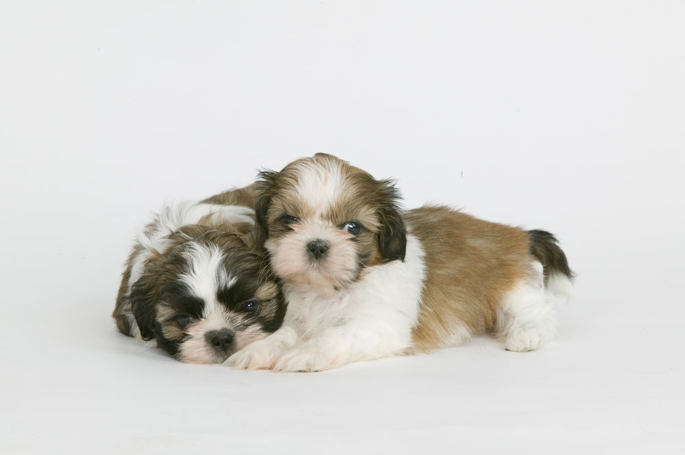 Shih Tzu Puppy