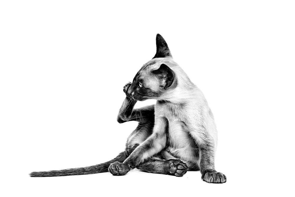 Siamese Cat