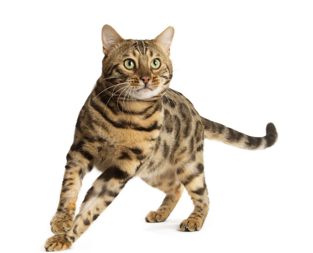 Sterilised Cat