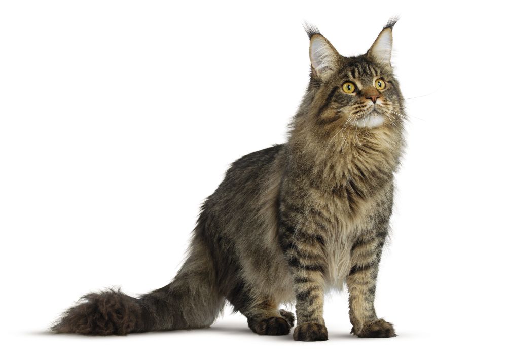 Ultra Light Cat