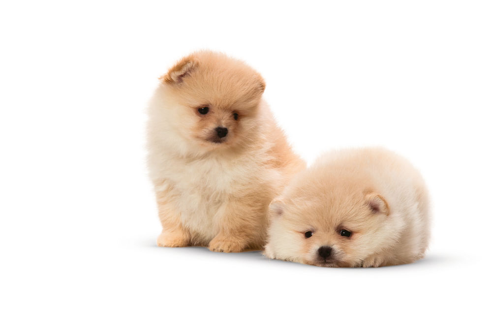 X-Small Puppy