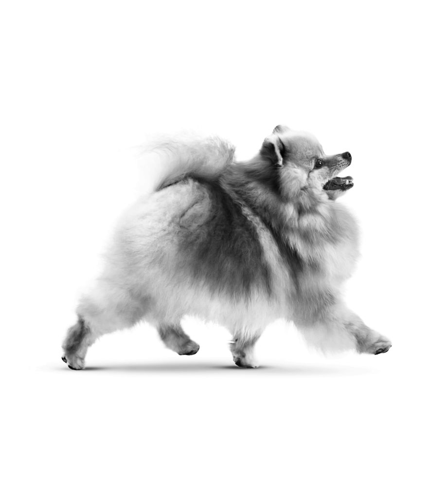 X-Small Dog