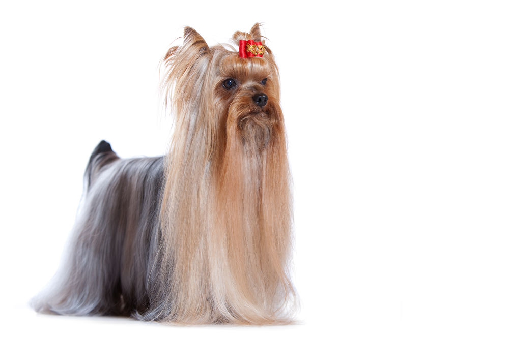 Yorkshire Terrier Dog
