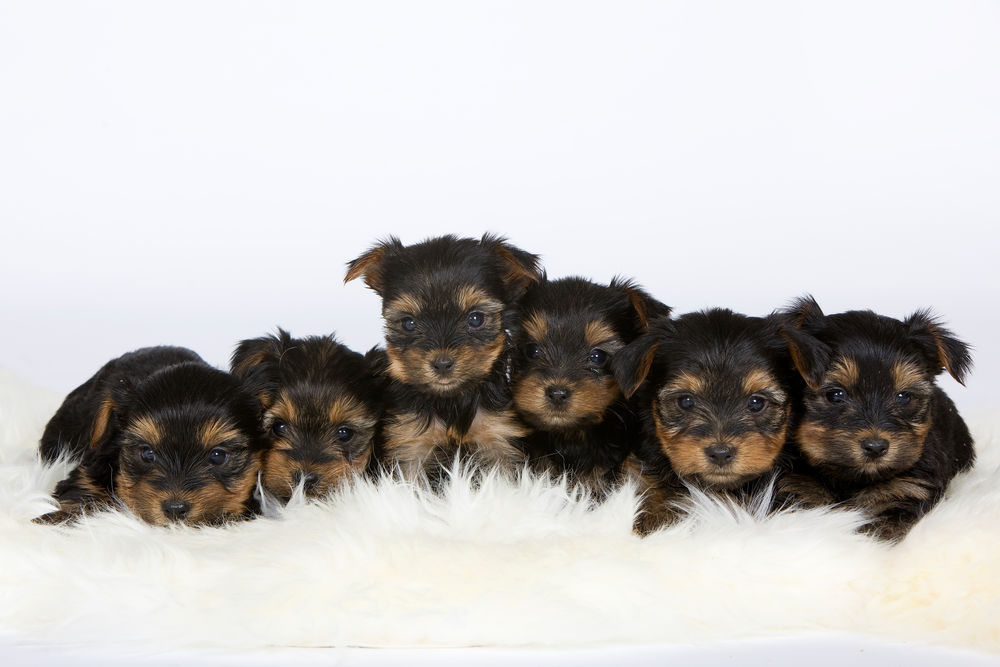 Yorkshire Puppy