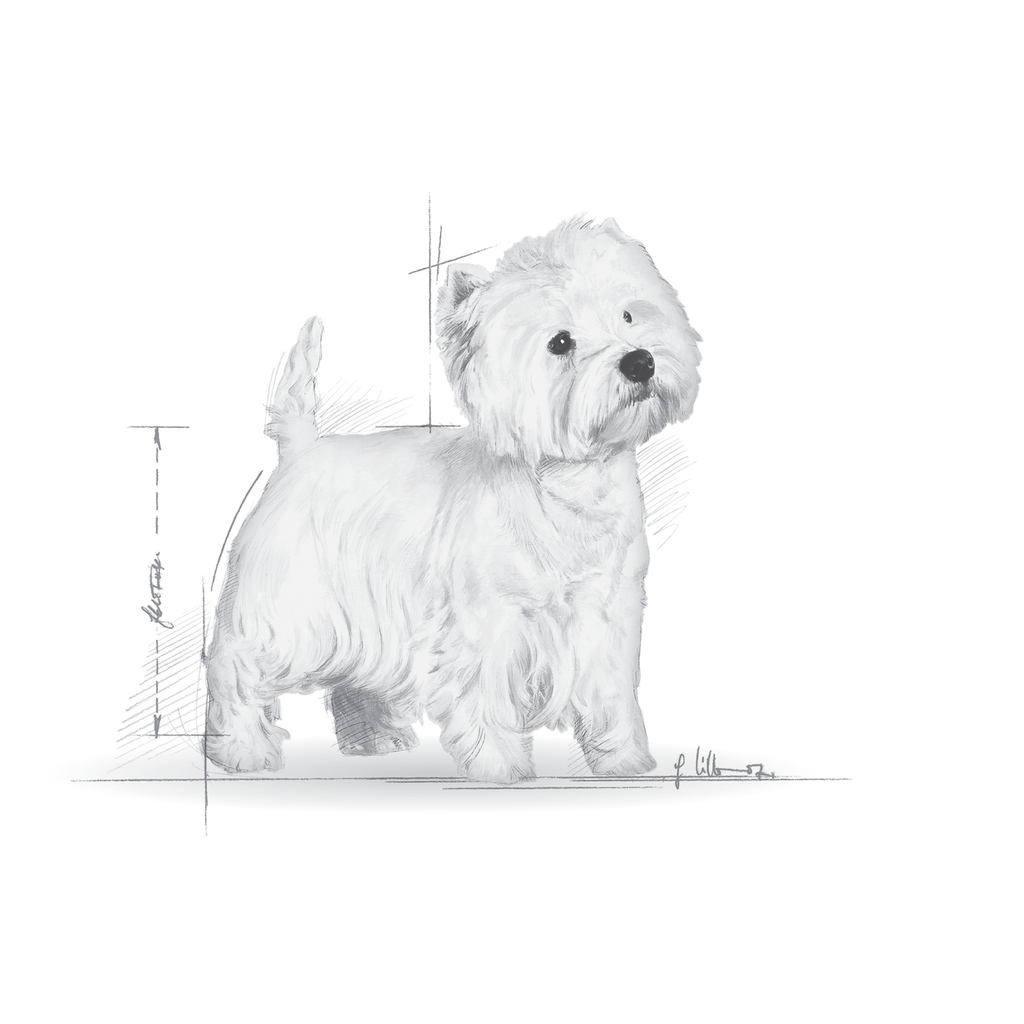Westie Dog