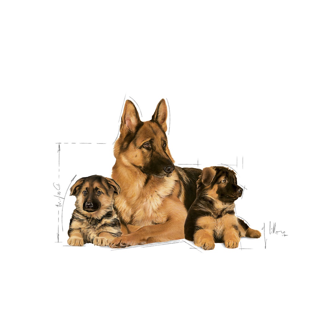 Maxi Starter Dog