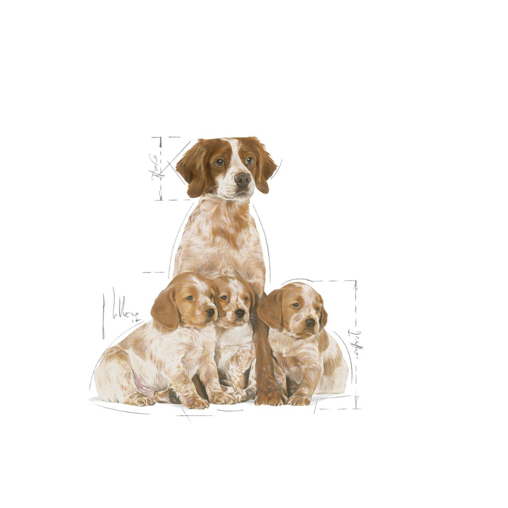 Medium Starter Dog