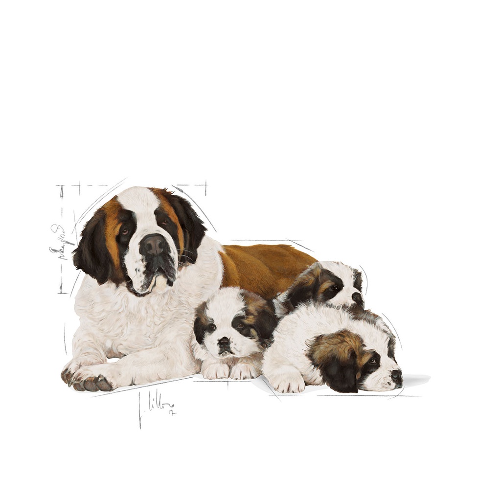 Starter Giant Dog