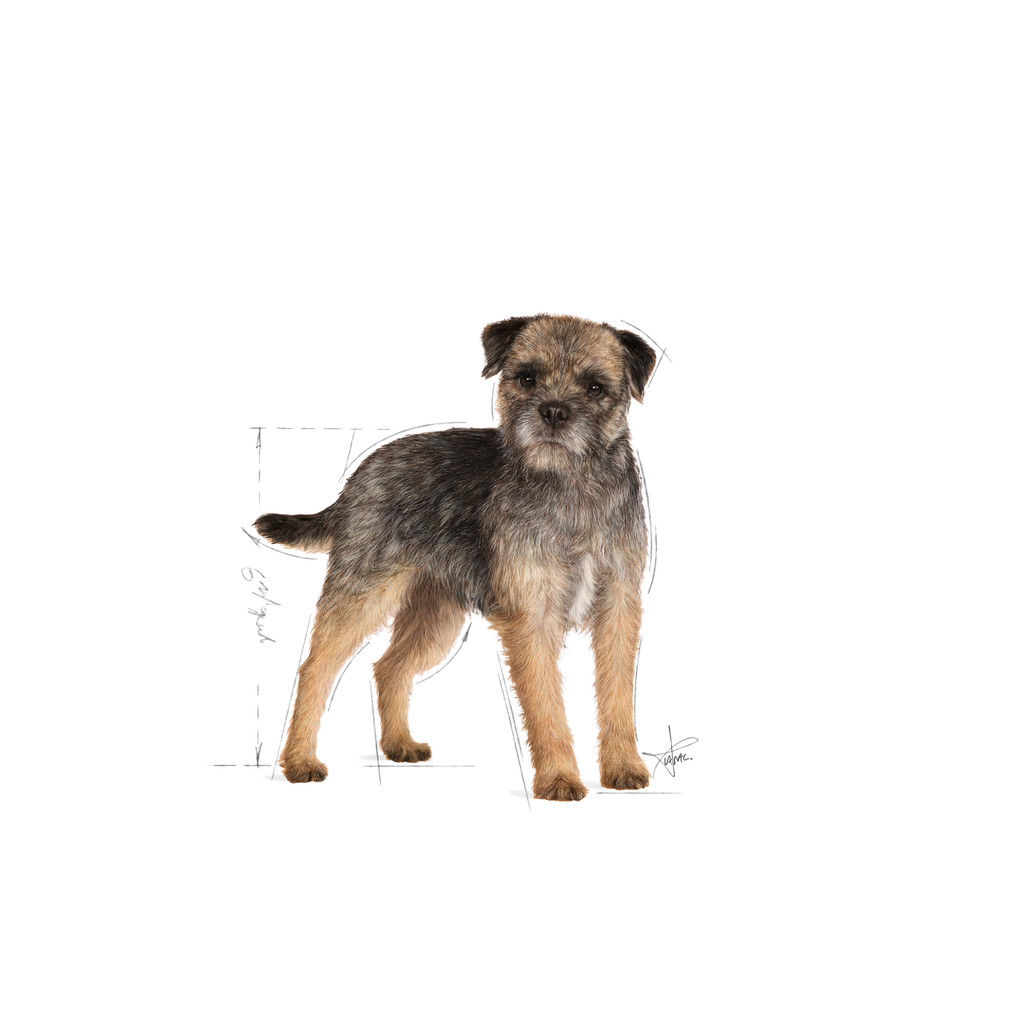 Mini Sterilised Dog