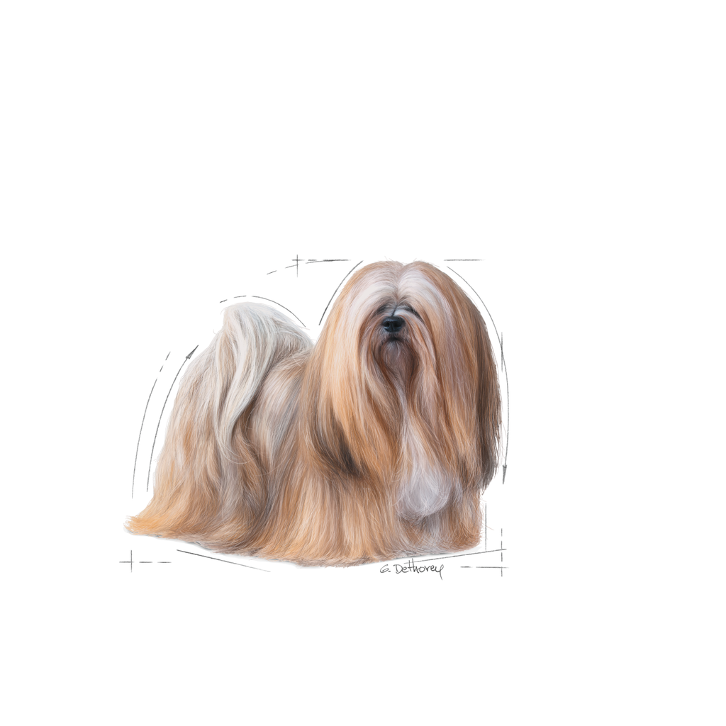 Mini Exigent Dog