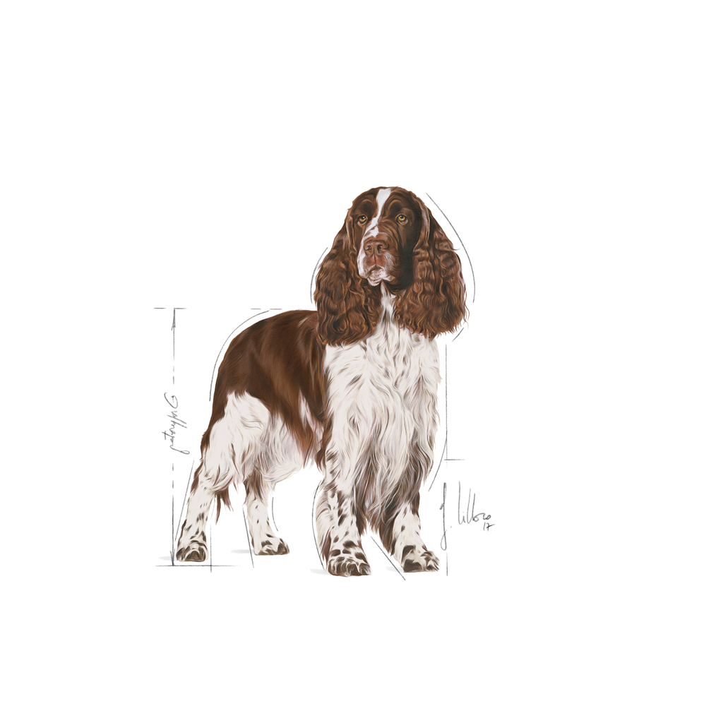 Medium Weight Care Dog