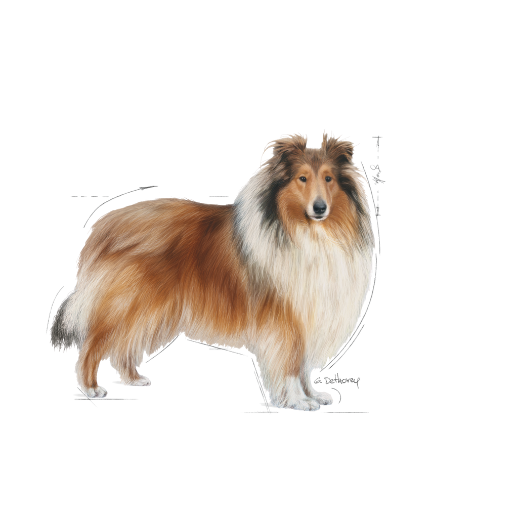 Maxi Weight Care Dog