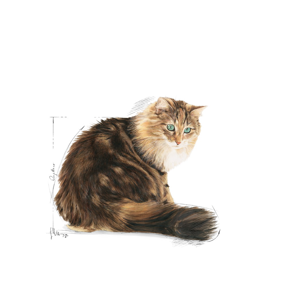 Ageing Cat