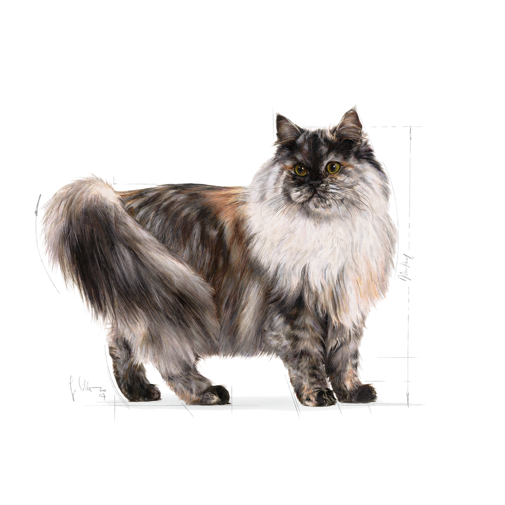 Hair and Skin Cat