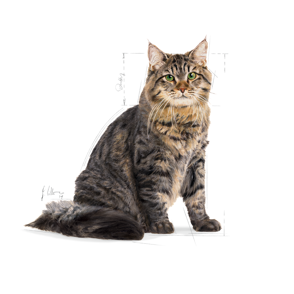Urinary Care Cat