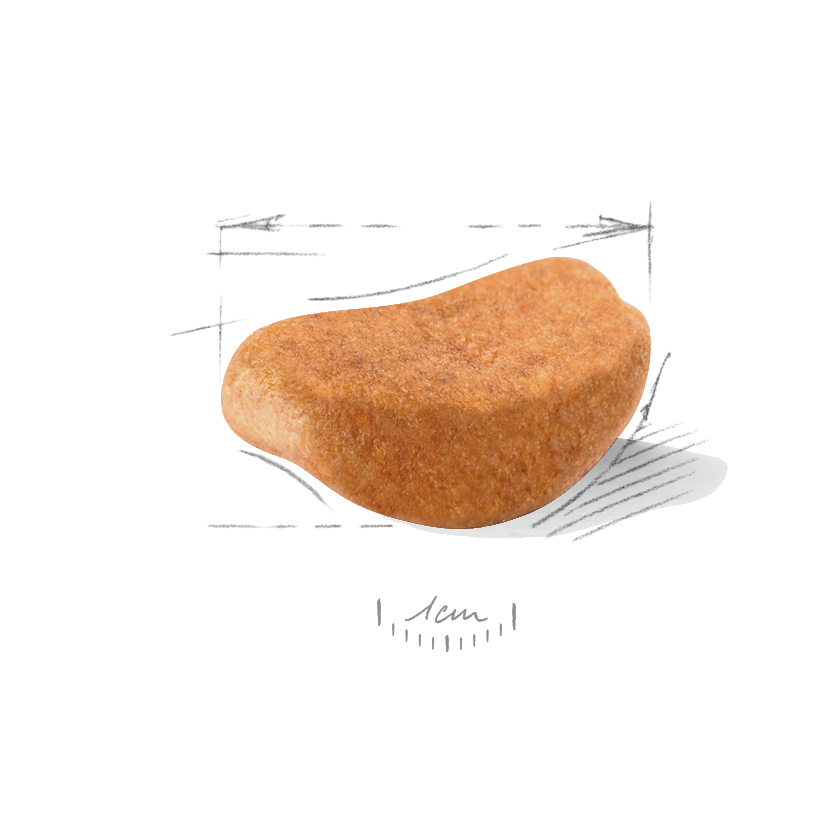 Kibble Rottweiler