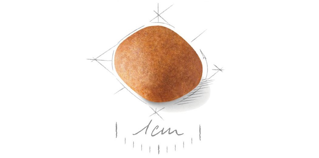 Kibble Schnauzer Puppy