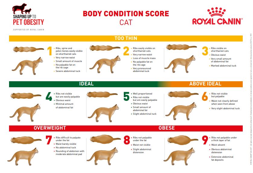 Body condition Score Dog/Cat