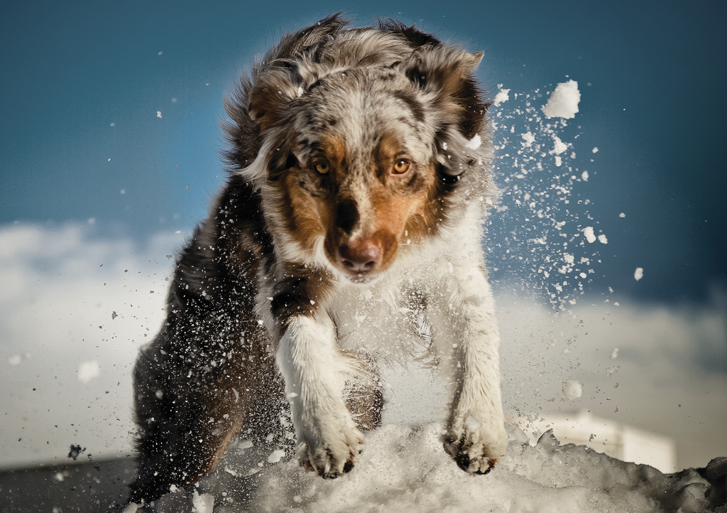 Eukanuba product training