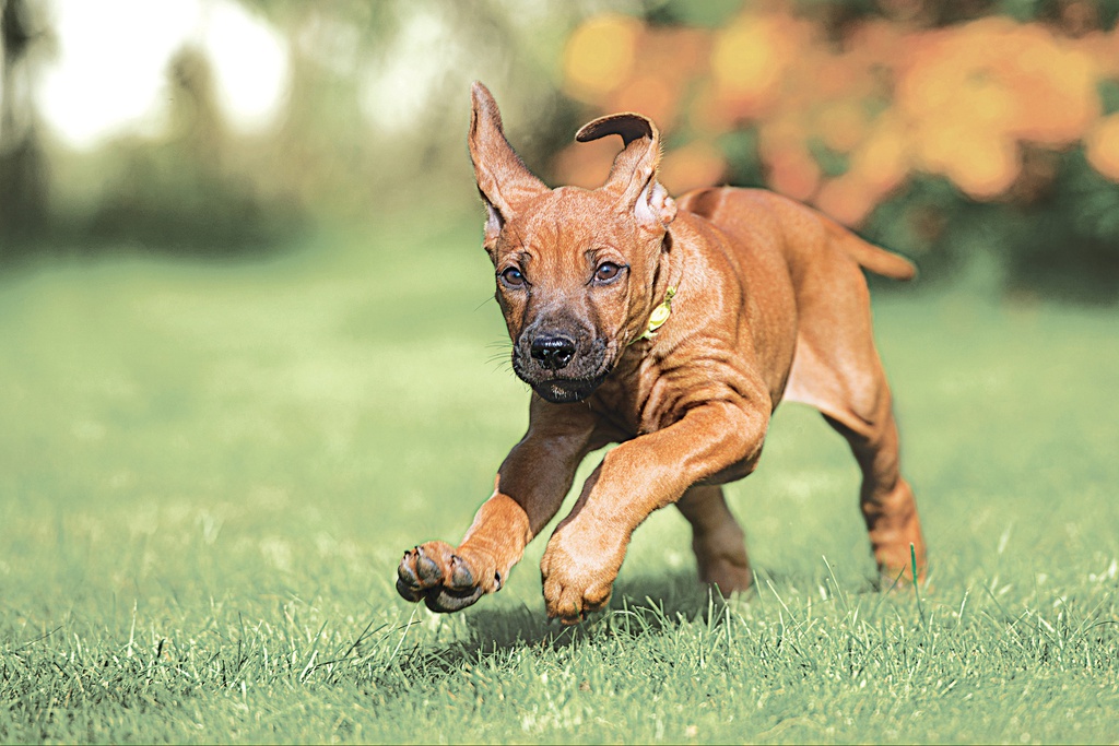 Eukanuba Holidays Tips